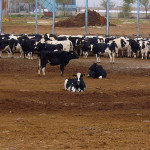 vacas