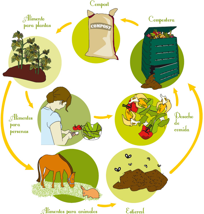 Ciclo Del Compost – Compostando Ciencia Lab.